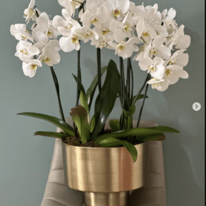 Phanelopsis de Acero