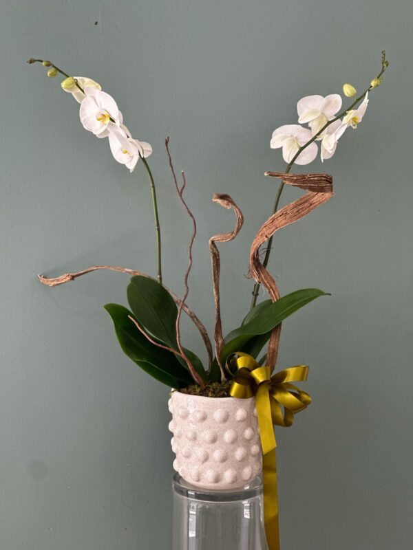 Orquídea Phanaelopsis